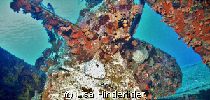 Hilma Hooker- Bonaire by Lisa Hinderlider 
